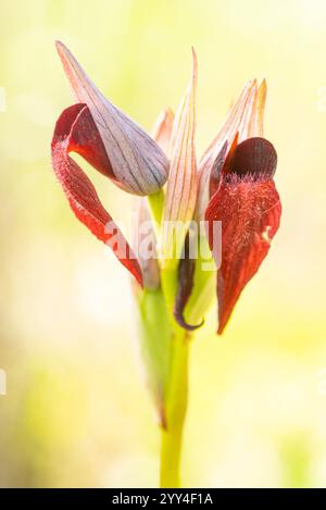 Nahaufnahme einer exotischen wilden Orchidee vor einer sanften, gelb-grünen Kulisse, die die einzigartige Flora der andalusischen Landschaften zeigt. Stockfoto