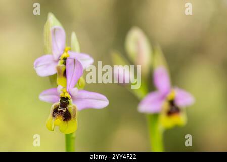Zarte Ophrys-Orchideen blühen in Andalusiens wilden Landschaften, mit filigranen Blütenblättern und leuchtenden Farben. Stockfoto
