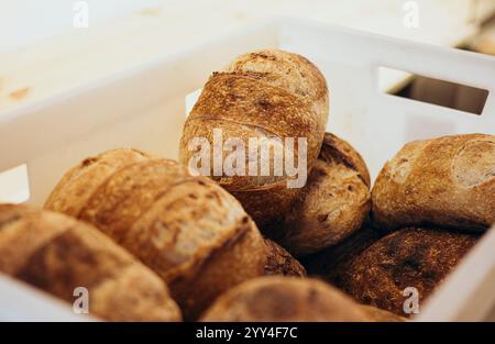 Warme, frisch gebackene Brotlaibe werden in einem weißen Plastiktablett gestapelt und spiegeln den rustikalen Charme und das einladende Aroma einer traditionellen Bäckerei wider Stockfoto