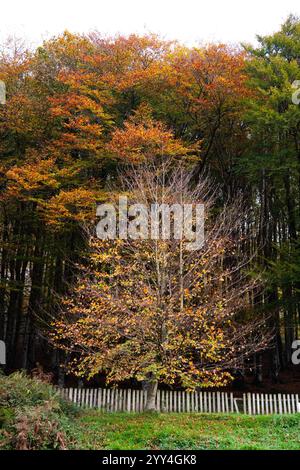 Ein einziger Baum mit lebhaftem Herbstlaub steht vor einem dichten Wald. Seine Äste werden durch das kontrastreiche dunkle Backdro hervorgehoben Stockfoto