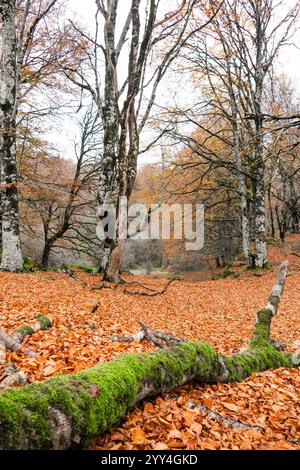 Eine ruhige Herbstszene mit farbenfrohen Teppichen aus gefallenen Blättern. Ein moosbedeckter Baumstamm liegt unter hohen Bäumen mit spärlich goldenem Laub, der an Ruhe erinnert Stockfoto