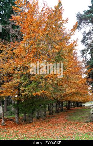 Ein malerischer Blick auf Orangenblättrige Bäume, die im Herbst einen Waldweg säumen. Die gefallenen Blätter bilden einen lebendigen Teppich und das friedliche Ambiente ist herrlich Stockfoto