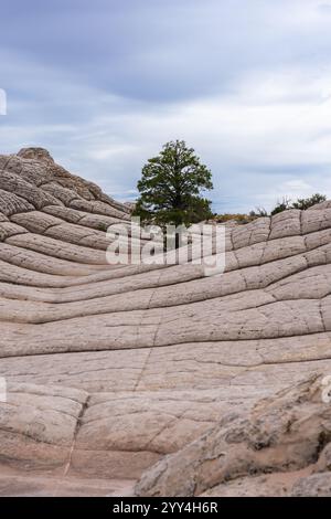 Ein einsamer Baum erhebt sich auffallend gegen die sandigen, linearen Felsformationen von White Pocket, eingebettet in Arizonas Vermillion Cliffs in der Nähe von San Juan C. Stockfoto