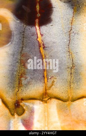 Dieses Bild zeigt die komplizierten Details und leuchtenden Farben einer polierten Platte aus Mookaite Jaspis aus Western Australia und unterstreicht den einzigartigen Pat Stockfoto