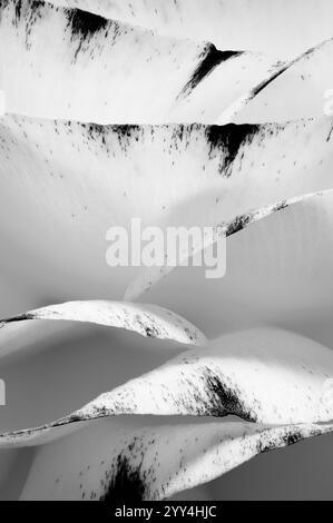 Ein auffälliges Schwarz-weiß-Bild, das die detaillierte Textur der Blätter einer Agavenpflanze zeigt. Die Kontrastfarben verstärken die organischen Muster und na Stockfoto