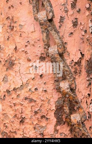 Ein Nahaufnahme-Bild, das eine rostfreie Kette zeigt, die in die stark strukturierte Rinde eines nicht identifizierten Baumes eingebettet ist und die kontrastierenden Texturen und Farben hervorhebt Stockfoto