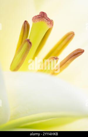 Makroaufnahme, die die komplizierten Details der Lilienstiele und Staubblätter hervorhebt, mit sanften Gelbtönen und zarten Texturen für eine ruhige botanische Atmosphäre Stockfoto