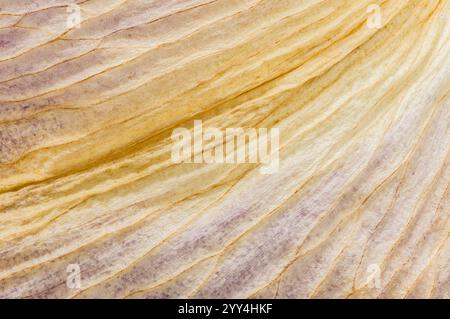 Dieses Makrophotogramm erfasst die komplizierte Textur eines verfallenen Lilienblütenblattes und zeigt seine zarten Linien und weichen Farben, die ideal für Natur und Text sind Stockfoto