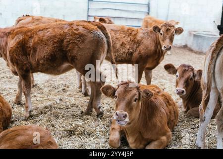 Eine Gruppe brauner Kühe und junger Kälber ruht und ernährt sich von Stroh in einer Scheune, die das Leben auf dem Bauernhof und die Tierhaltung darstellt. Stockfoto
