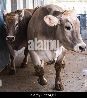 Zwei braune und weiße Kühe stehen in einer Scheune und zeigen ihr Leben auf dem Bauernhof mit einem Schwerpunkt auf einer im Vordergrund. Stockfoto