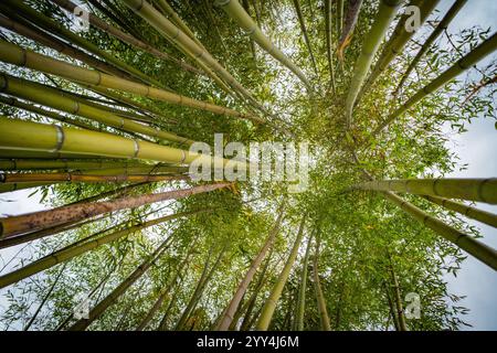 Ein Blick nach oben auf einen üppigen Bambushain mit den hohen, leuchtend grünen Stangen, die sich zum Himmel erstrecken. Das dichte Baldachin aus Bambusblättern erzeugt Stockfoto