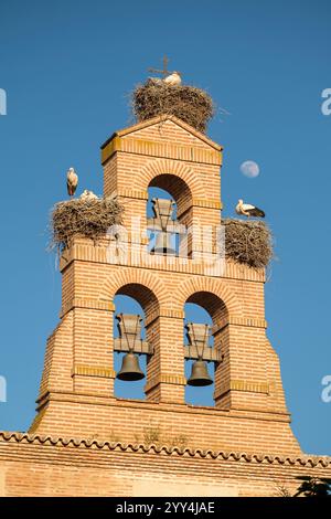 Ein gemauerter Glockenturm beherbergt Storchnester, während die Vögel unter einem leuchtend blauen Himmel mit sichtbarem Mond sitzen. Die Szene verbindet Architektur und Natur, cre Stockfoto