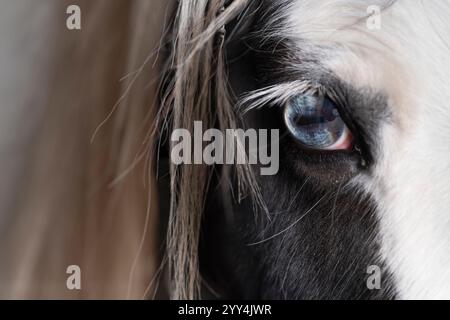 Kopf eines Zigeuner- oder Tinkerpferdes diagonal von vorne, mit Mähnen und blauem Auge. Platz für Text auf den Mähnen auf der linken Seite Stockfoto