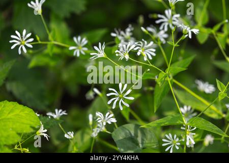 Weiße Blüten wachsen in einem Frühlingswald. Nahaufnahme von größerem Heftkraut oder Stellaria Holostea, natürliches Foto mit selektivem Weichfokus Stockfoto