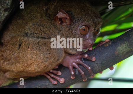 Gefährdete Tarsier in Bohol Tarsier Sanctuary, Cebu, Philippinen, Asien Stockfoto