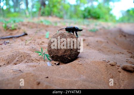 Flugunfähiger Käfer auf einem Dungball in der afrikanischen Savanne Stockfoto