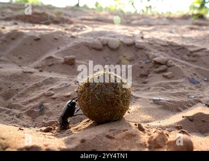 Flugunfähiger Käfer auf einem Dungball in der afrikanischen Savanne Stockfoto