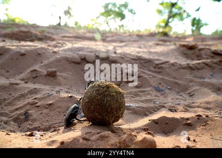 Flugunfähiger Käfer auf einem Dungball in der afrikanischen Savanne Stockfoto