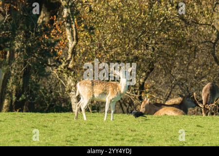 Erwachsener Damhirsch (Dama dama), der in den Himmel blickt. Margam Country Park Wales Großbritannien. November 2024 Stockfoto