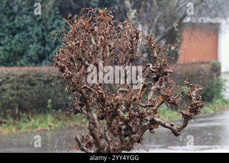 Auch in diesem Jahr sieht es es im Siegerland nicht nach Weißen weißen Weihnachten aus. Ein Trister Vormittag im Siegerland. Es regnet immer wieder stark. Im Bild ein Korkenzieherhasel im Regen. Herbst im Siegerland am 19.12.2024 in Siegen/Deutschland. *** Es sieht nicht aus wie eine Weiße Weihnachten im Siegerland dieses Jahr auch Ein trostloser Morgen im Siegerland es regnet immer wieder stark im Bild ein Korkenzieher Haselnuss im Regen Herbst im Siegerland am 19 12 2024 in Siegen Deutschland Stockfoto