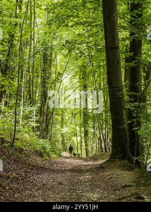 Ein Mann geht mit seinem Hund auf dem als Cotswold Way bekannten Fußweg durch Witcombe Wood bei Birdlip, Gloucestershire. Stockfoto