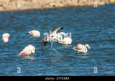 Eine Herde von Flamingo (Phoenicopterus roseus), die in einem Wasserbecken auf Nahrungssuche waten. Fotografiert in Israel Stockfoto