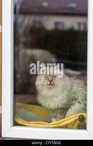 Niedliche reinrassige sibirische Katze sitzt am Fenster und blickt auf die Straße. Stockfoto