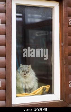 Niedliche reinrassige sibirische Katze sitzt am Fenster und blickt auf die Straße. Stockfoto