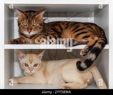 Zwei Katzen in weißen Regalen. Eine burmesische Katze und eine bengalische Katze liegen zusammen. Stockfoto