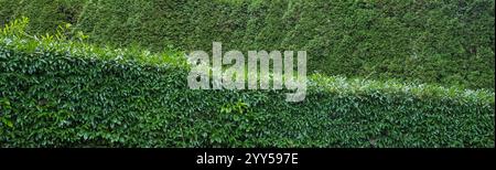 Schöne grüne Strauchhecke getrimmt Hintergrund. Gartengestaltung von grünen Büschen. Gartenhecke schneiden. Gartenarbeit, Garten im Freien. Gartendesign. Stockfoto
