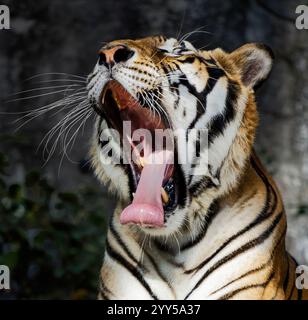 Die Nahaufnahme sieht einen wunderschönen Tiger, der mit weit geöffnetem Mund und aufgerollter Zunge gähnt. Stockfoto