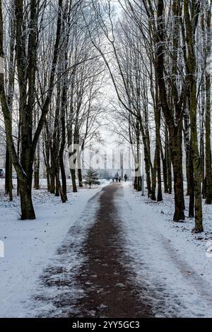 Eine ruhige Winterszene mit einem Pfad, der sich durch einen friedlichen, schneebedeckten Wald schlängelt. Laubfreie Bäume säumen den Weg und schaffen ein ruhiges und Pictu Stockfoto