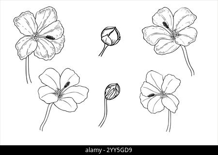 Blühende Blüten mit Knospen-Illustration, gemalt mit schwarzer Tinte. Tropische chinesische Rose am Stiel, einfarbige Linienzeichnung. Blumenelement zur Begrüßung Stock Vektor