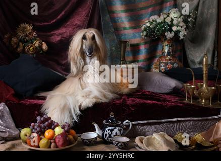 Anmutiger afghanischer Hund, der auf dem Teppich im arabischen Stil liegt Stockfoto