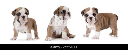 Fotocollage eines englischen Bulldog-Welpen (sechs Wochen alt) isoliert auf weißem Hintergrund Stockfoto