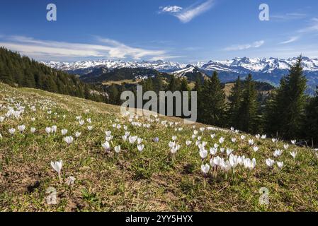 Krokuswiese in Blüte auf der Rigi, Kanton Luzern, Schweiz, Europa Stockfoto