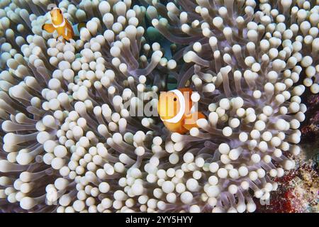 Ein Paar Ocellaris Clownfische (Amphiprion ocellaris), Nemo, Schwimmen in einer wunderschönen Meeresanemone, Tauchplatz Coral Garden, Menjangan, Bali, Indonesien, A Stockfoto