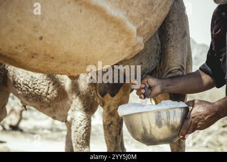 Ali melkt ein Kamel (camelus dromedarius), Kamelfarm von Scheich Ahmed Ali Al-Mahri, Sarfeit, Dhofar, Oman, Asien Stockfoto