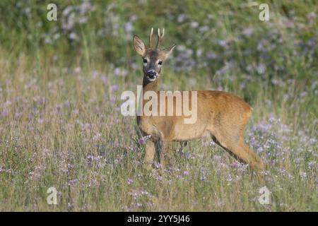 Rehe (Capreolus capreolus), rehbock, der auf einer Wiese steht und isst, auf Klee weidet (Trifolium), Wildtiere, Thüringen, Deutschland, Europa Stockfoto