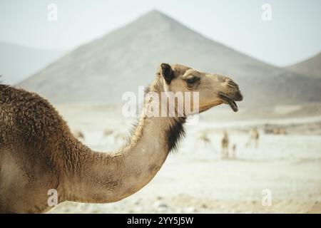 Dromedar einer Kamelherde (Camelus dromedarius) auf dem Rückweg vom Strand in der Nähe von Al Mhugsayl, Dhofar, Oman am Abend Stockfoto