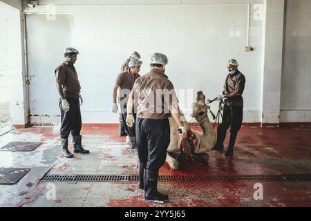 Kamelschlacht (Halal), Salalah Schlachthof, Dhofar, Oman, Asien Stockfoto