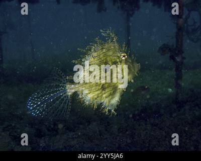 Juwelenfilefish (Chaetodermis penicilligerus), Filefish, in dunkler Unterwasserwelt, glitzernde Details sichtbar, Tauchplatz Secret Bay, Gilimanuk, Bali Stockfoto