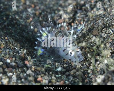 Kleine durchsichtige Fische mit Mustern, Zebrazwergfeuerfische (Dendrochirus zebra) Jungfische, im sandigen Meeresboden, Tauchplatz Puri Jati, Umeanyar, Bali, in Stockfoto