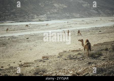 Herde von Dromedaren (Camelus dromedarius) auf dem Rückweg vom Strand in Al Mhugsayl, Dhofar, Oman am Abend Stockfoto