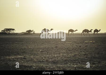 Dromedare (Camelus dromedarius) auf dem Heimweg von der Weide zur Farm, Dhofar, Oman, Asien Stockfoto