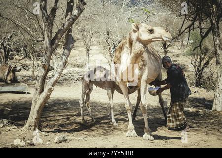 Ali melkt ein Kamel (camelus dromedarius), Kamelfarm von Scheich Ahmed Ali Al-Mahri, Sarfeit, Dhofar, Oman, Asien Stockfoto