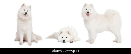 Foto-Collage von Samoyed-Hund, Studio-Aufnahme auf weißem Hintergrund Stockfoto