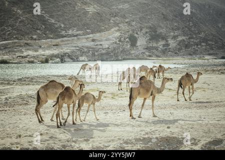 Kamelherde (Camelus dromedarius) auf dem Rückweg vom Strand in der Nähe von Al Mhugsayl, Dhofar, Oman am Abend Stockfoto