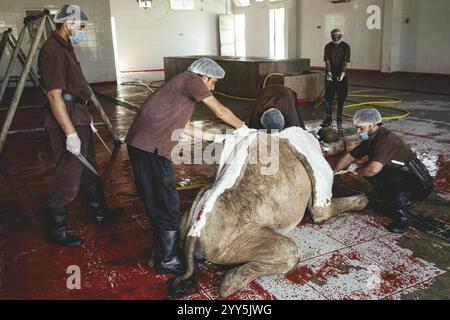 Kamelschlacht (Halal), Salalah Schlachthof, Dhofar, Oman, Asien Stockfoto