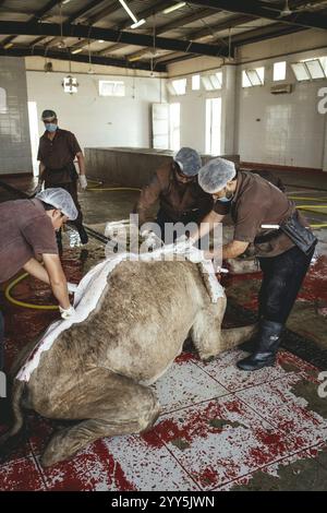 Kamelschlacht (Halal), Salalah Schlachthof, Dhofar, Oman, Asien Stockfoto